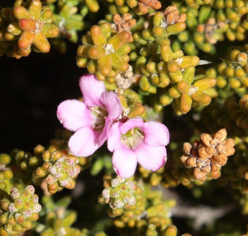 Acmadenia teretifolia (Acmadenia teretifolia)