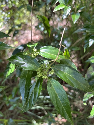 Viburnum foetidum, 2026-06-01