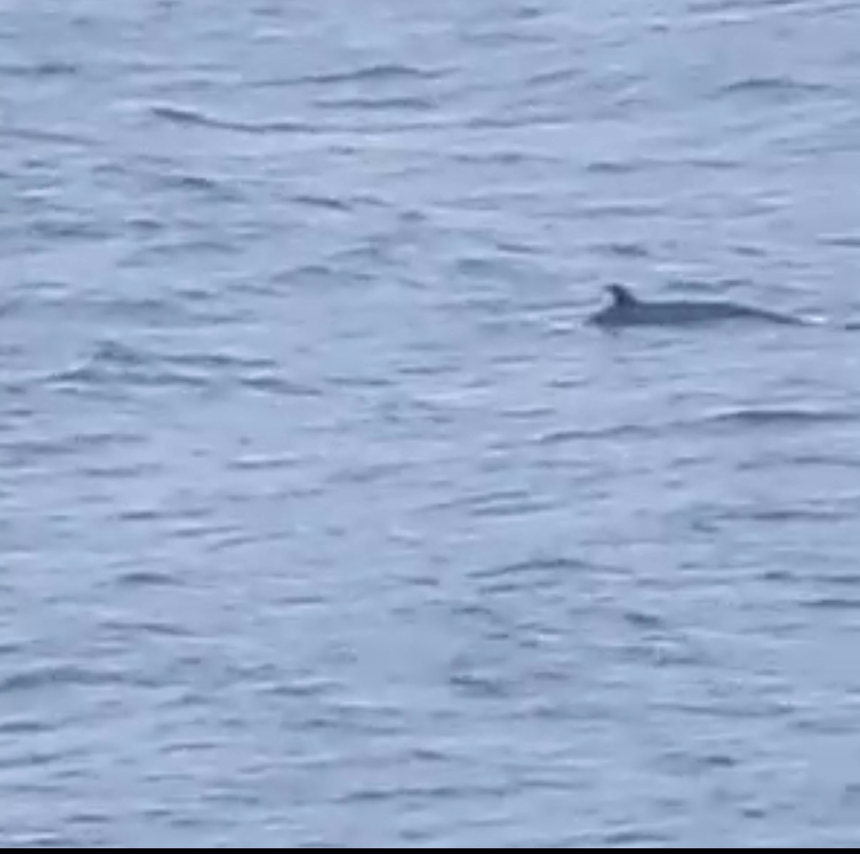 Balaenoptera acutorostrata