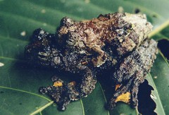 Dendropsophus marmoratus