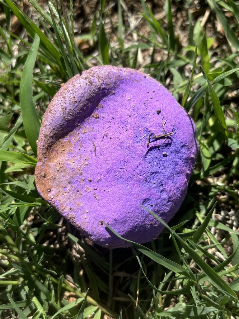 Purple-spored Puffball · May 2026 · photo: Photo: (c) Greghig Jirheg, some rights reserved (CC BY) · iNaturalist