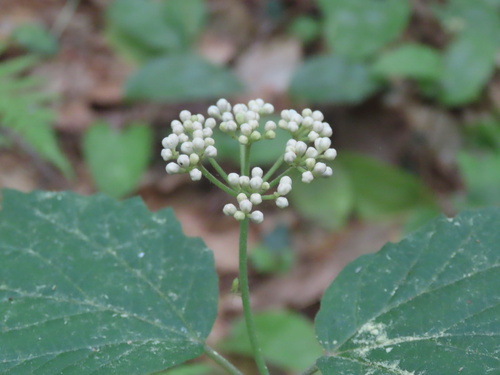 mapleleaf viburnum
