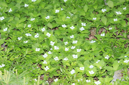 Cornejo canadiense
