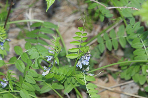 Vicia silvestre