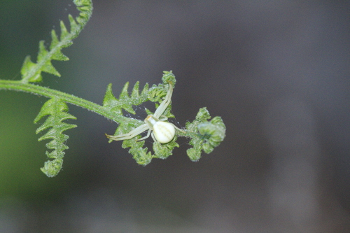 Araña Cangrejo de Vara de Oro