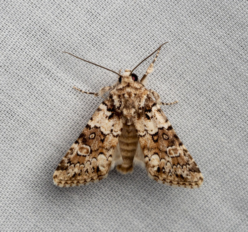 Lacinipolia buscki