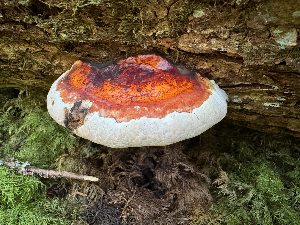 Northern Red Belt · May 2026 · photo: Photo: no rights reserved · iNaturalist