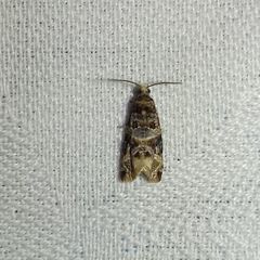 Lobesia botrana