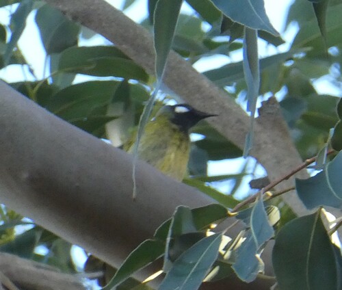 White-eared Honeyeater
