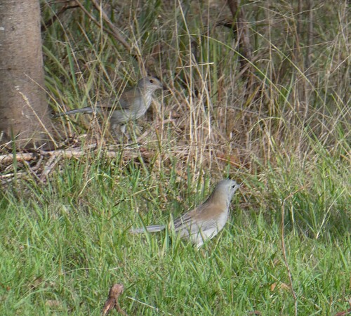 Gray Shrikethrush