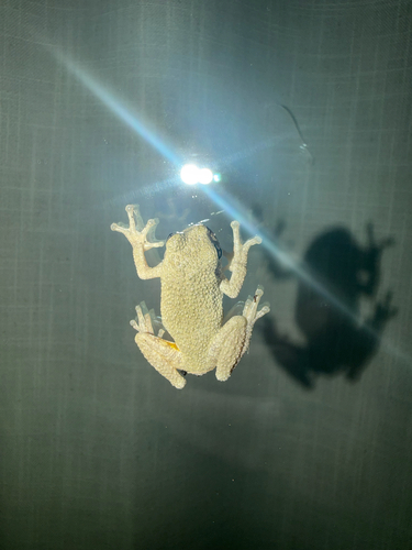 Cope's Gray Tree Frog
