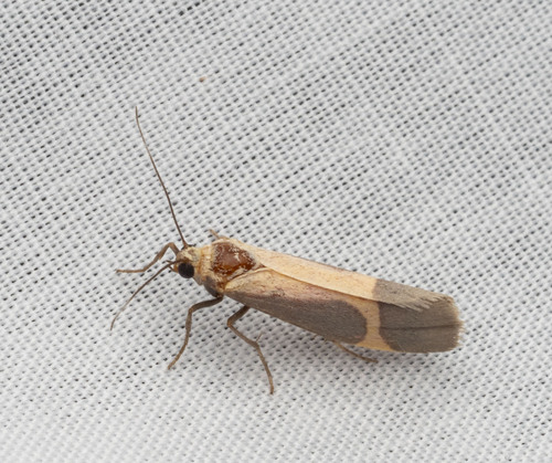 Angel Lichen Moth