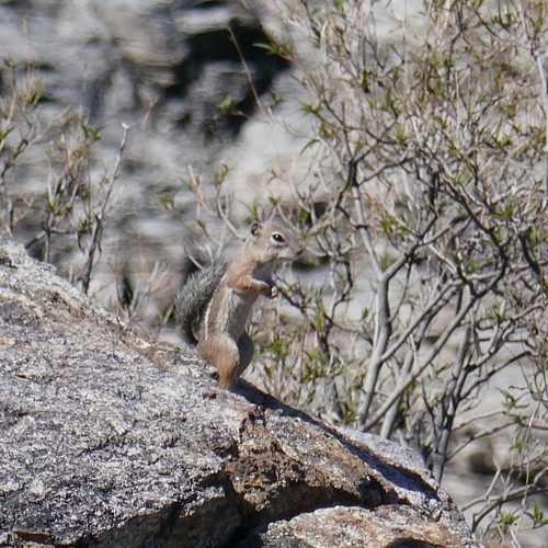 Harris' Antelope Squirrel observed by roomthily