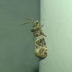 Lobesia botrana