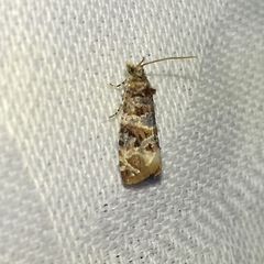 Lobesia botrana