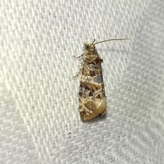 Lobesia botrana