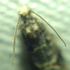 Lobesia botrana