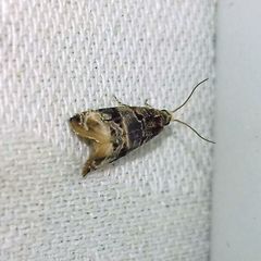 Lobesia botrana