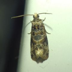 Lobesia botrana