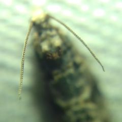 Lobesia botrana