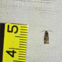Lobesia botrana