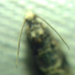 Lobesia botrana