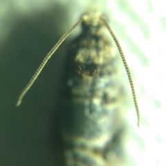 Lobesia botrana