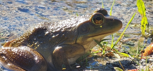 American Bullfrog