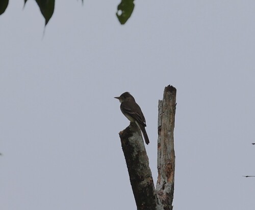 Southern Tropical Pewee (Contopus cinereus), photo 5