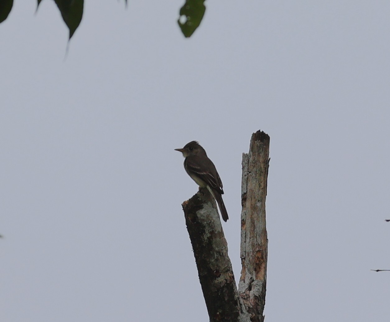 Southern Tropical Pewee (Contopus cinereus), photo 5