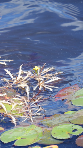Utricularia inflata, photograph 3