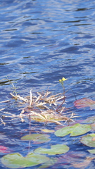 Utricularia inflata, photograph (c) Bonnie Semmling, some rights reserved (CC BY)
