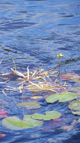 Utricularia inflata, photograph 6