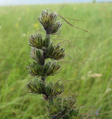 Pontechium maculatum