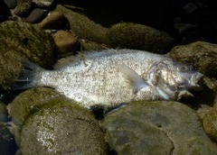 Amphistichus argenteus