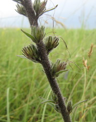 Pontechium maculatum