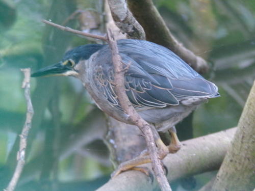 iNaturalist: (c) robinsondav, some rights reserved (CC BY-NC) iNaturalist image