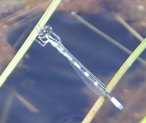 Pine Barrens Bluet photo 4