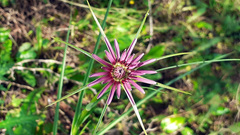 Tragopogon porrifolius
