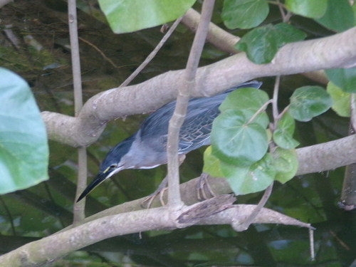 iNaturalist image