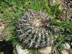 Ferocactus viridescens