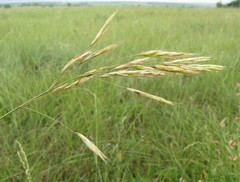 Bromus riparius