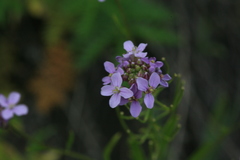 Dontostemon dentatus