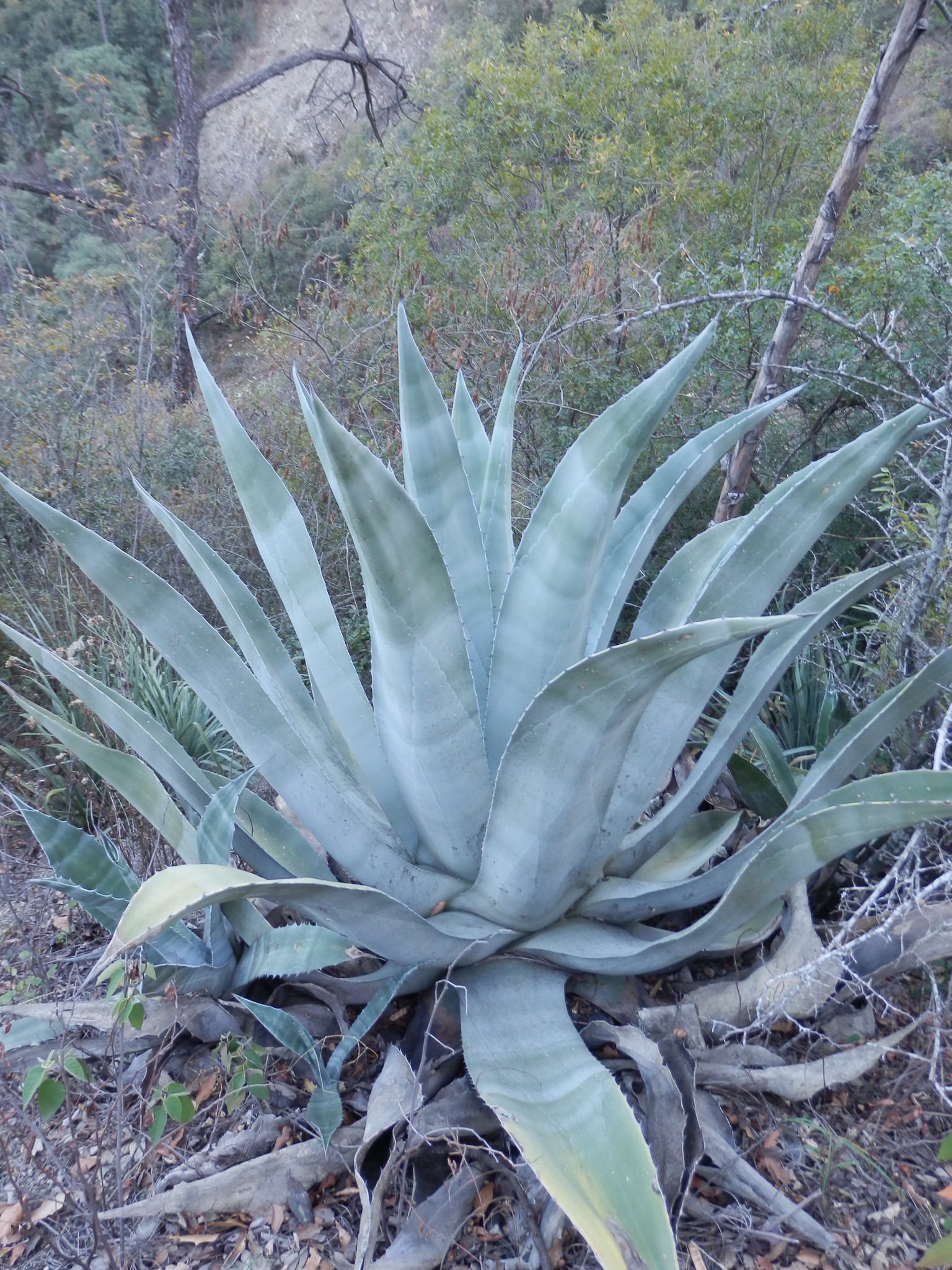 Agave americana ssp. protamericana