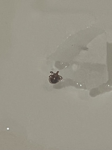 Lone Star Tick