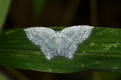 Leucodrepana serratilinea