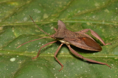 Prionolomia gigas
