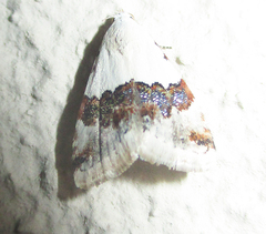 Maliattha blandula