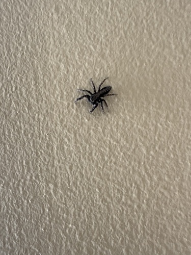 California Flattened Jumping Spider
