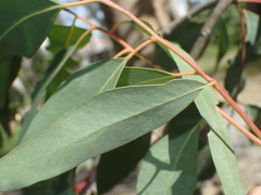 Eucalyptus rudis